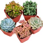 Sprout N Green Live Succulent Plants
